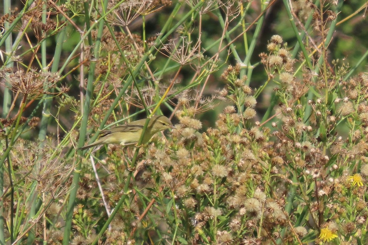 Mosquitero Musical - ML609747022