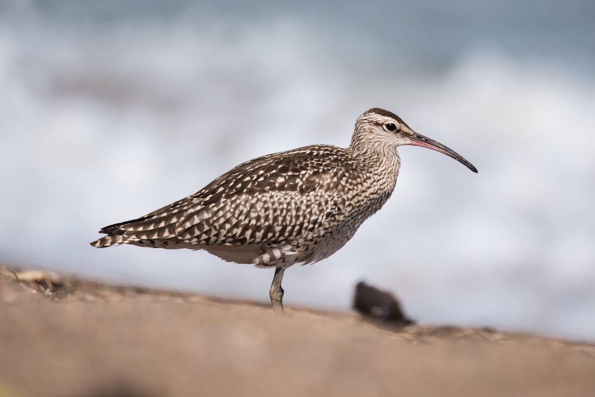 Whimbrel - Joe Ndekia