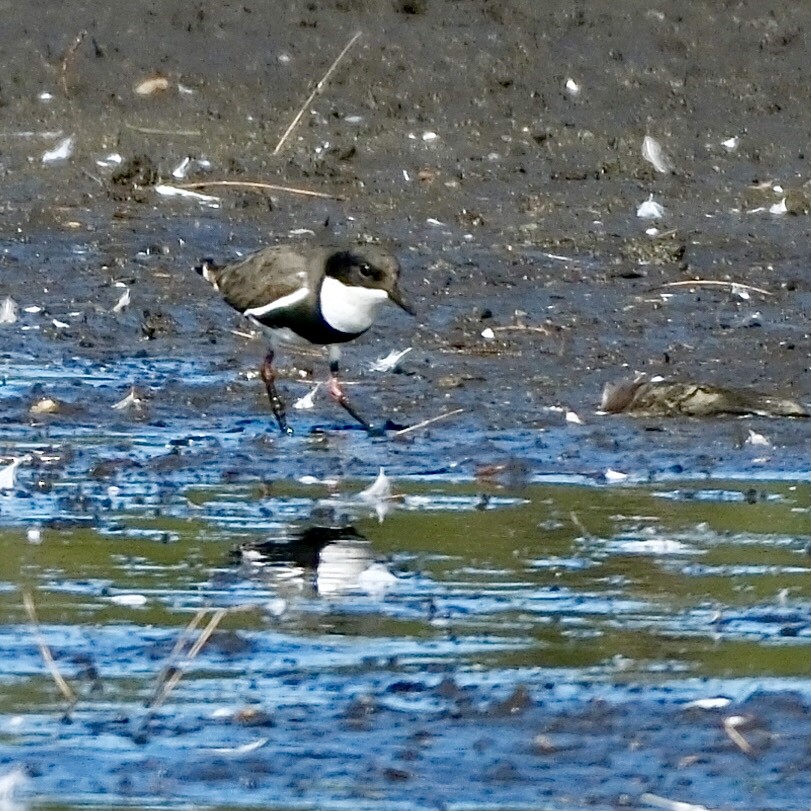 Red-kneed Dotterel - ML609747173