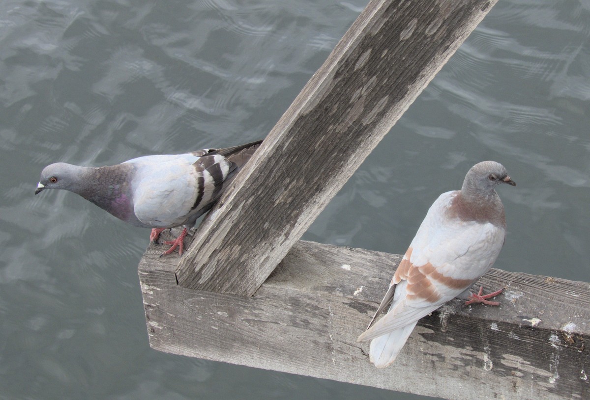 Rock Pigeon (Feral Pigeon) - ML609747201