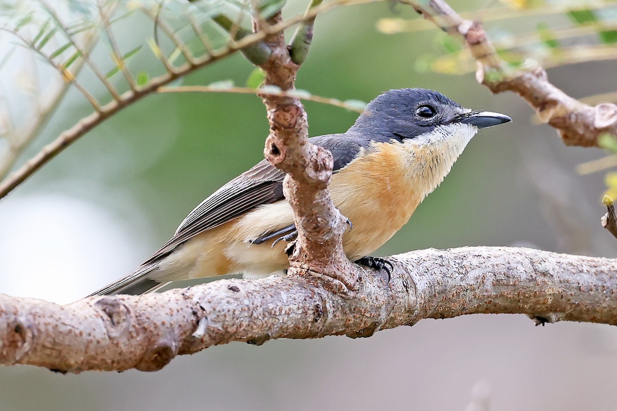 Vanikoro Flycatcher - ML609747215