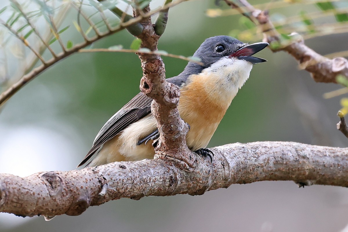 Vanikoro Flycatcher - ML609747216