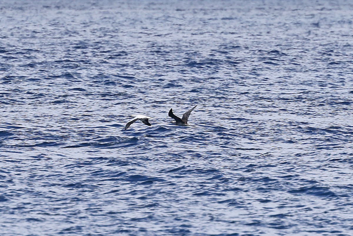 Red-footed Booby - ML609747243