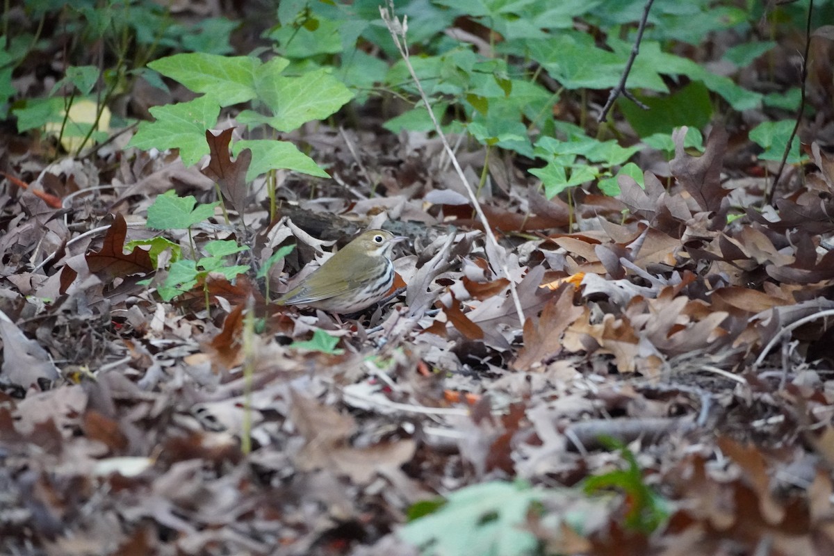 Ovenbird - ML609747259