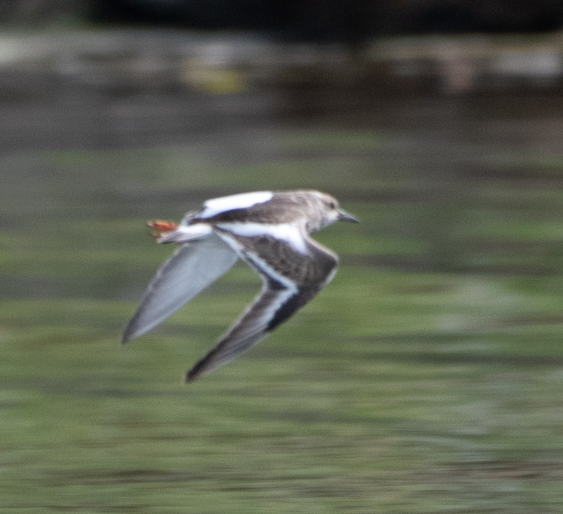 Ruddy Turnstone - ML609747305