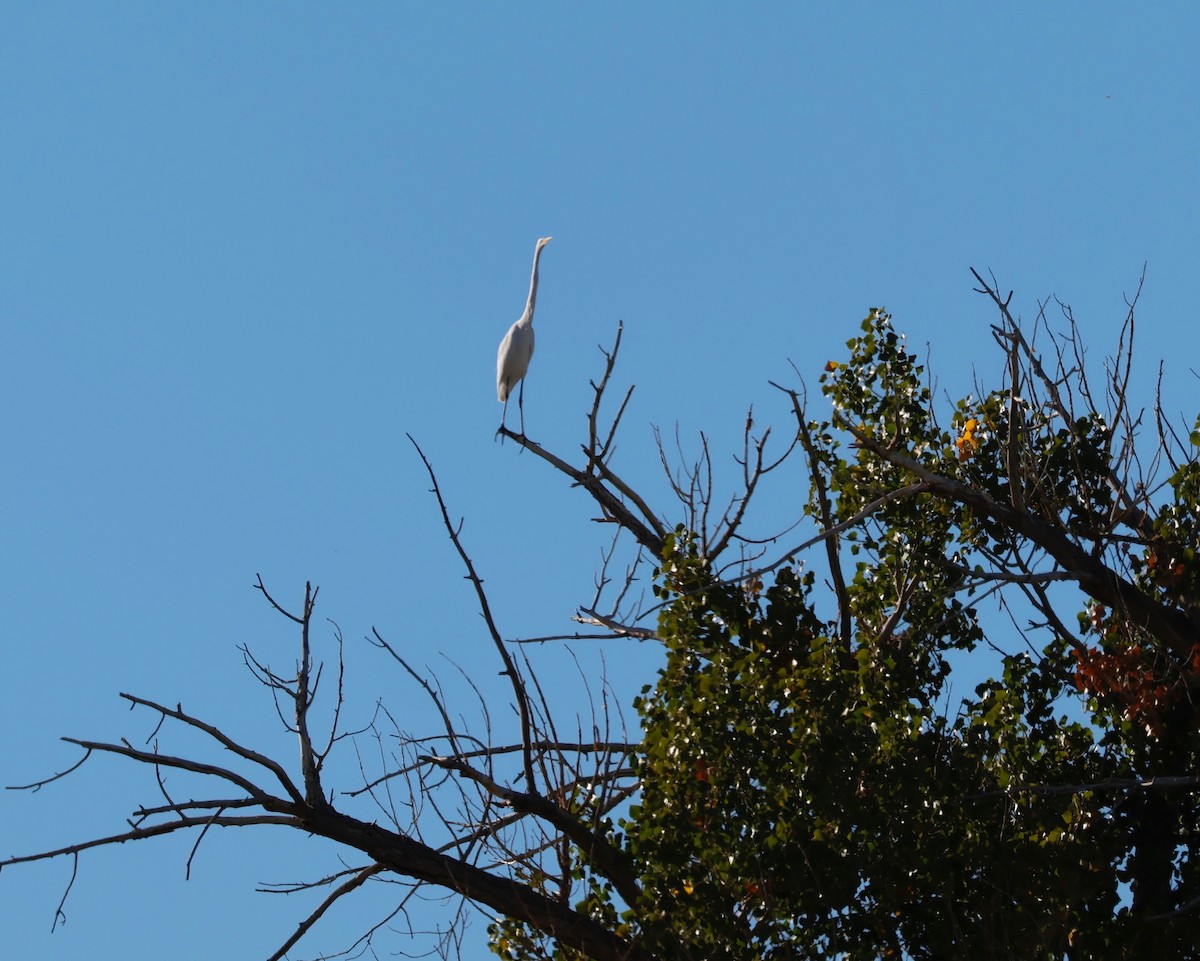 Great Egret (American) - ML609747354