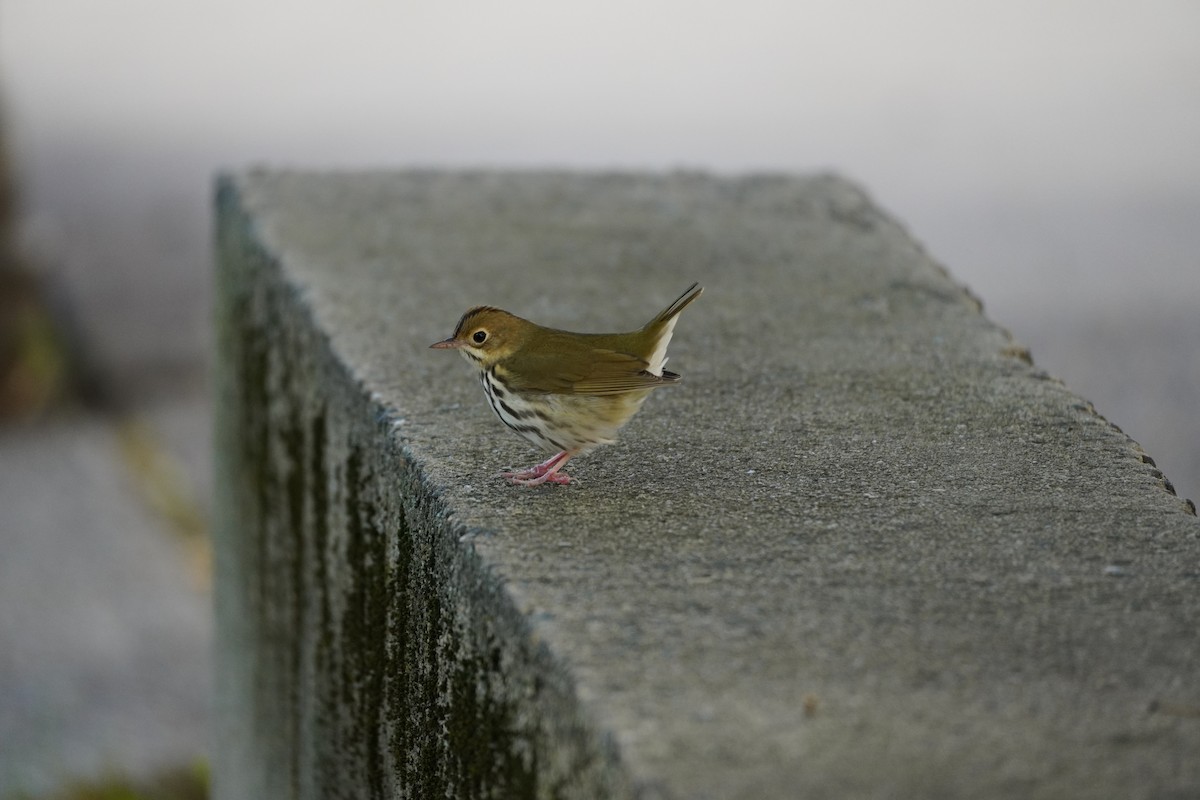 Ovenbird - ML609747398