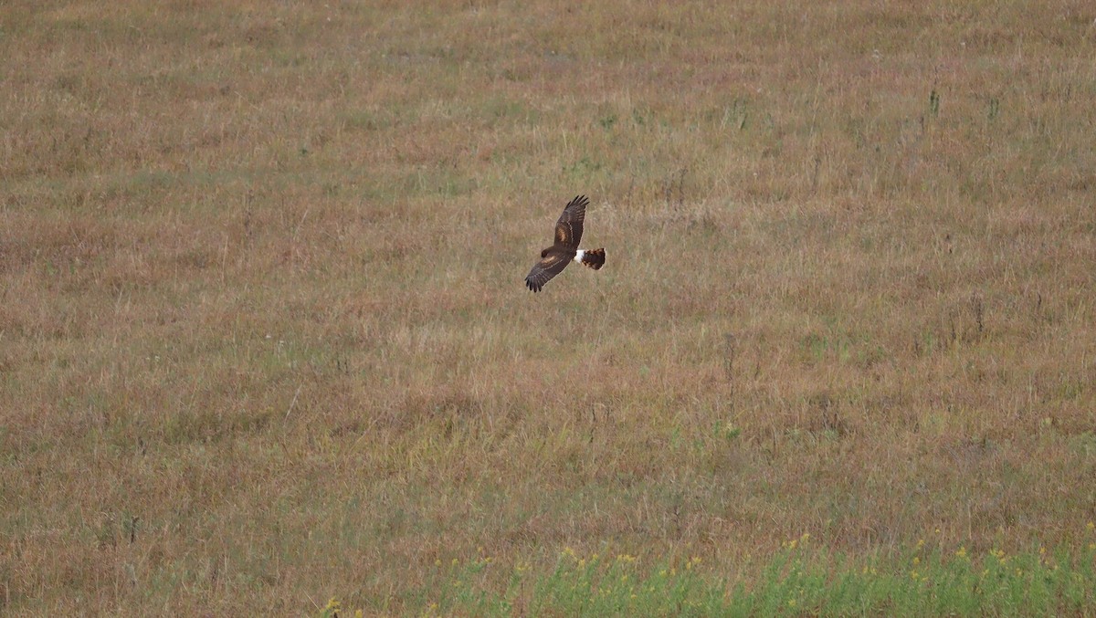 Northern Harrier - Pete Shen