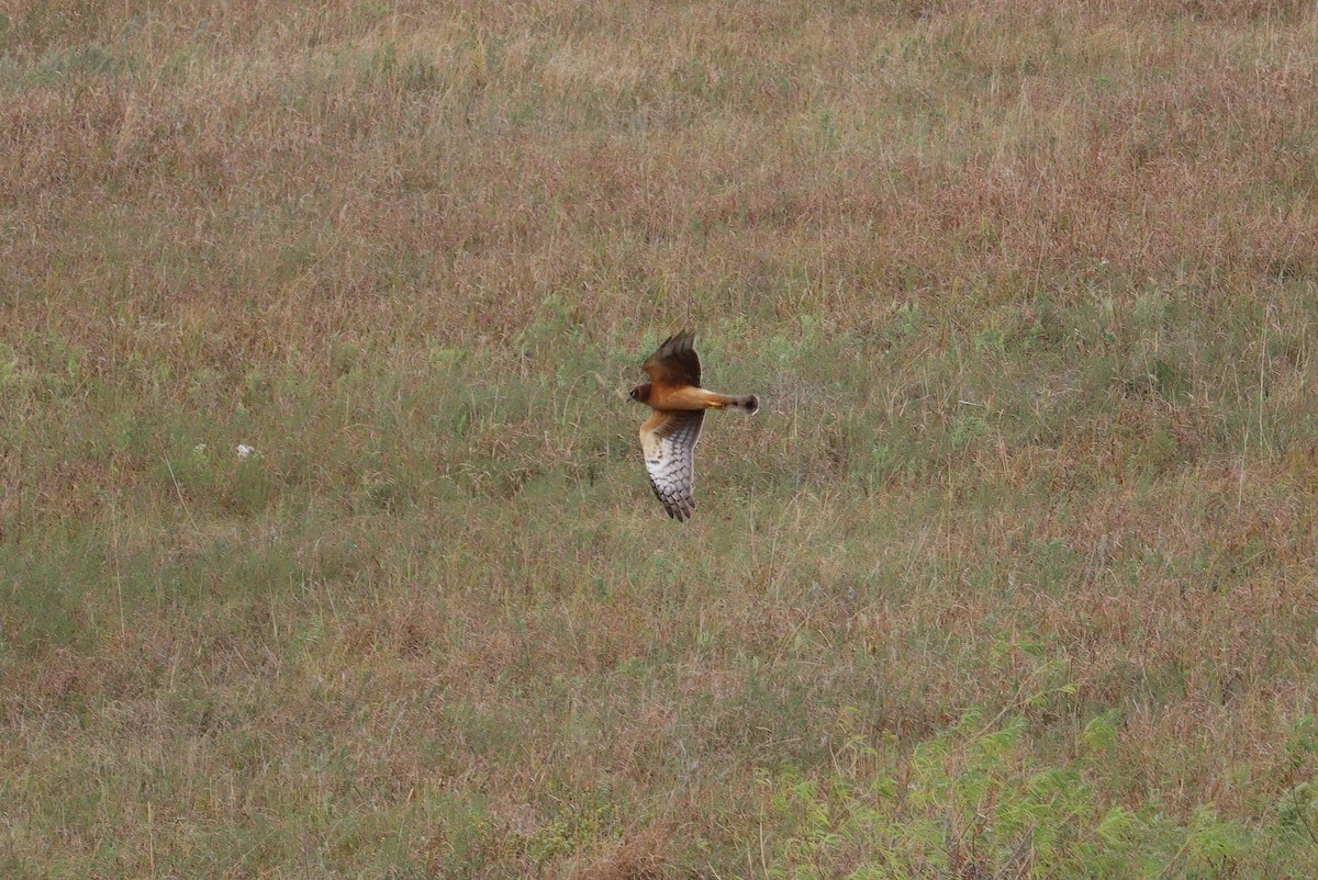 Northern Harrier - ML609747482