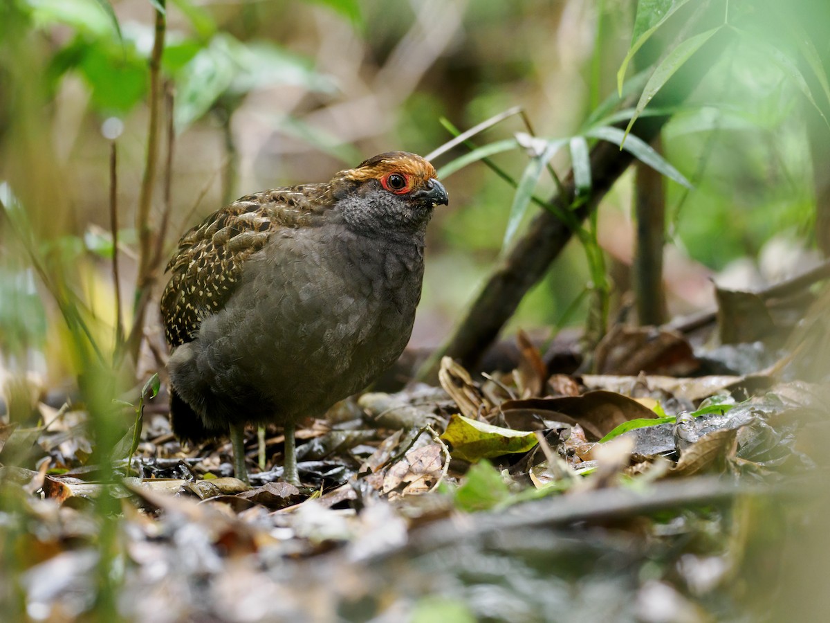 Spot-winged Wood-Quail - ML609747506