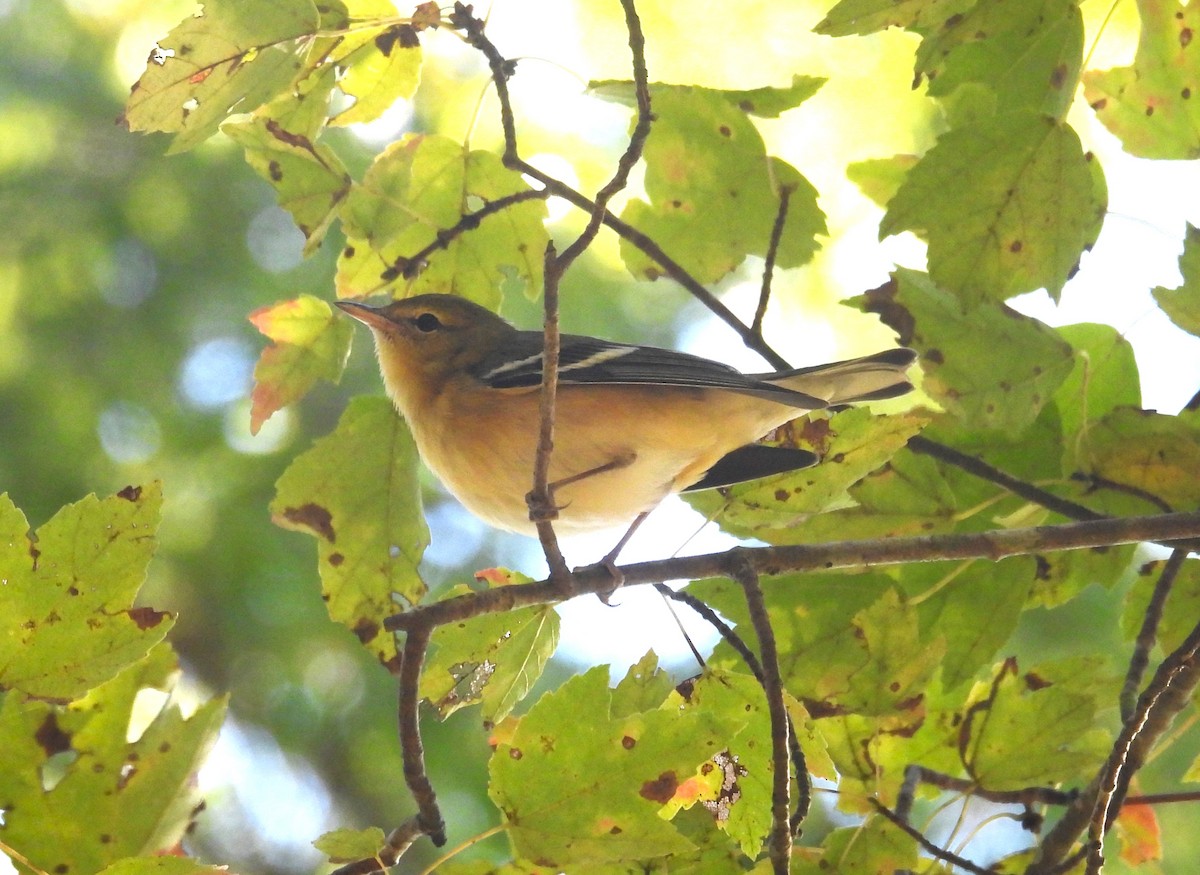 Bay-breasted Warbler - ML609747559