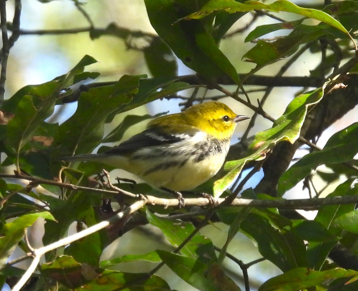 Black-throated Green Warbler - ML609747566