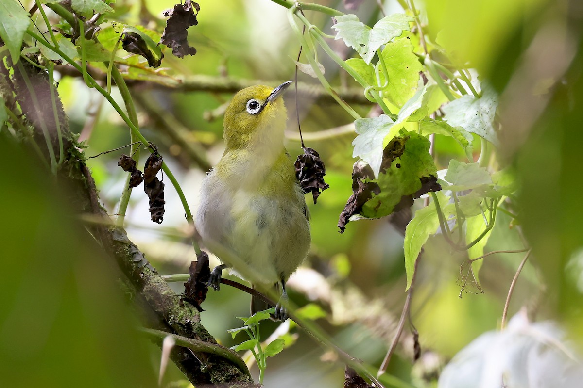 Layard's White-eye - Phillip Edwards