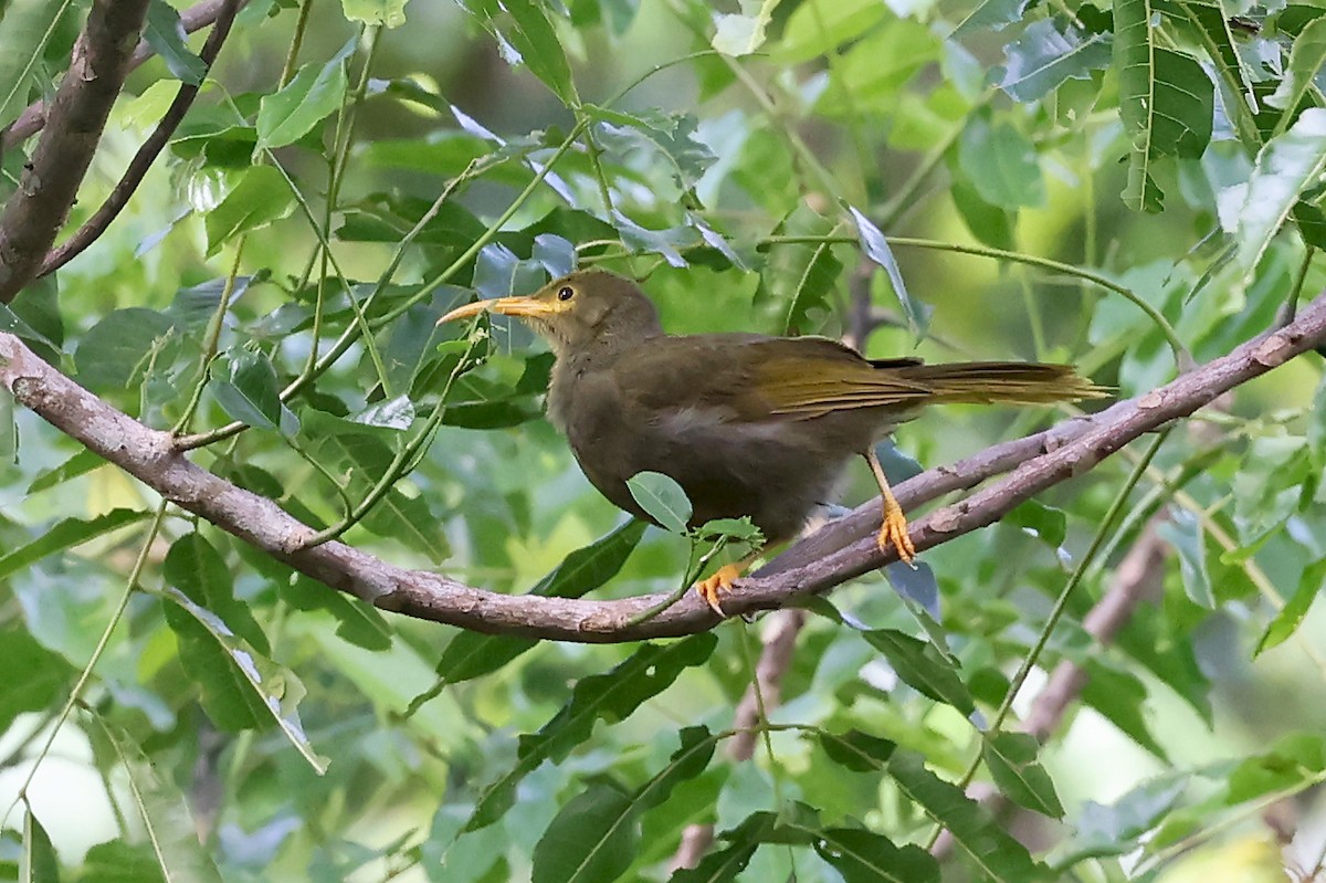 Chattering Giant-Honeyeater - ML609747623