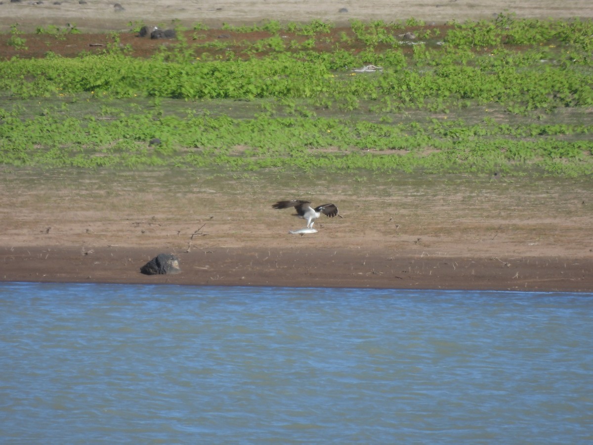 Ebird checklist 8 oct 2023 blair trail reservoir 16 species