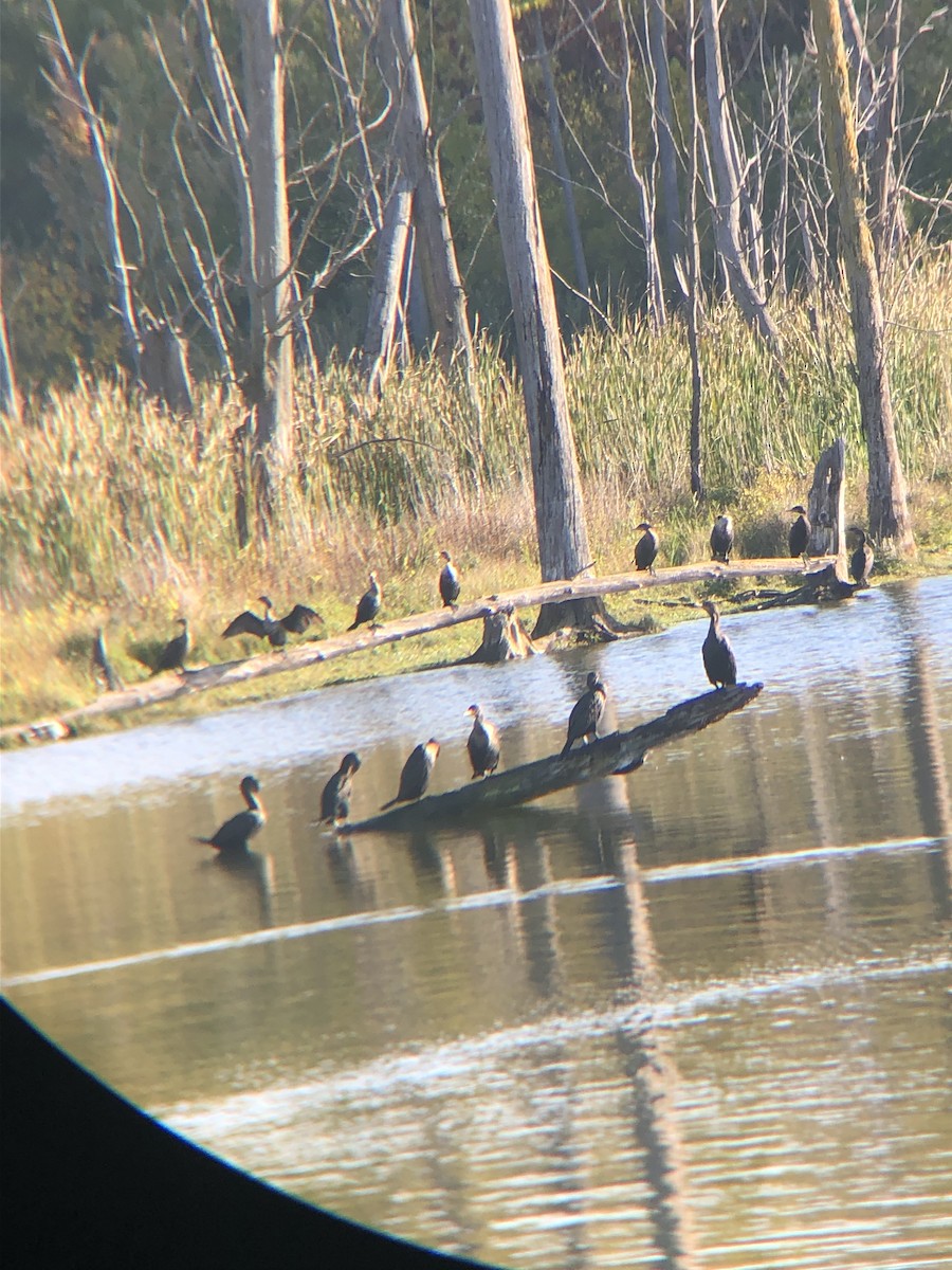 Double-crested Cormorant - ML609747748