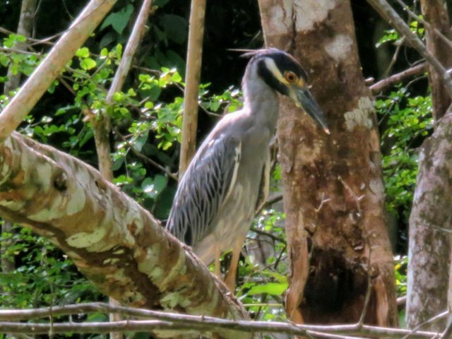 Yellow-crowned Night Heron - ML609747781