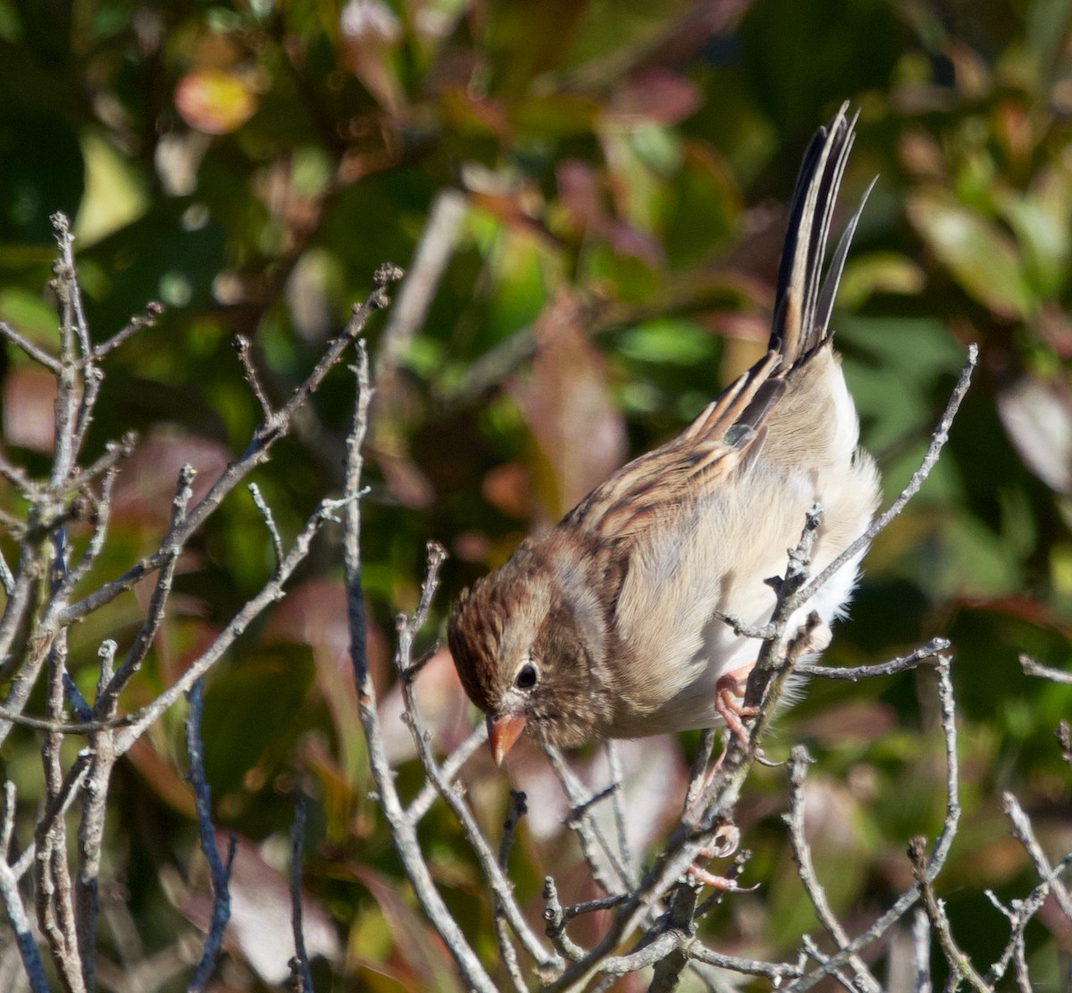 Field Sparrow - ML609747841