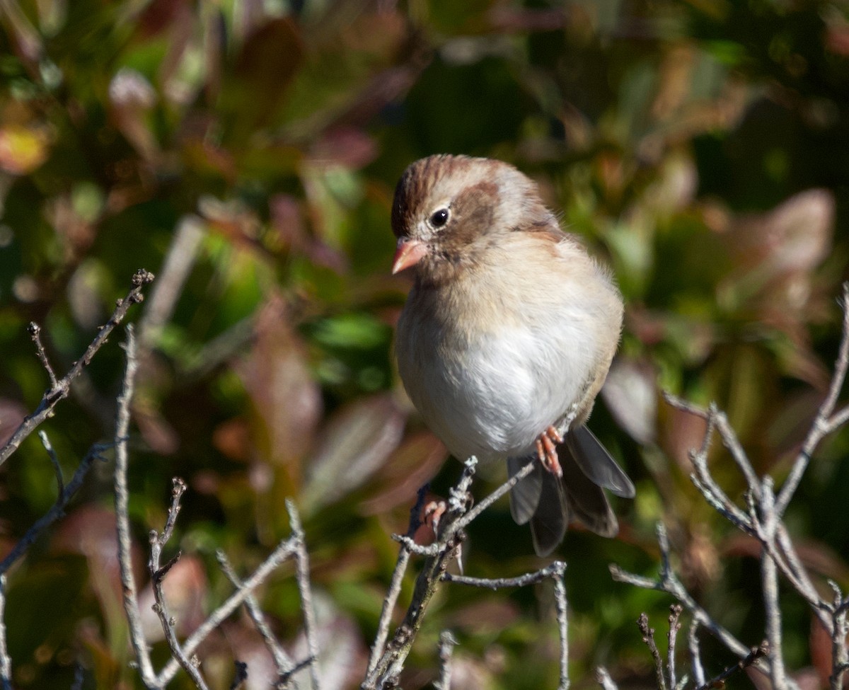 Field Sparrow - ML609747842