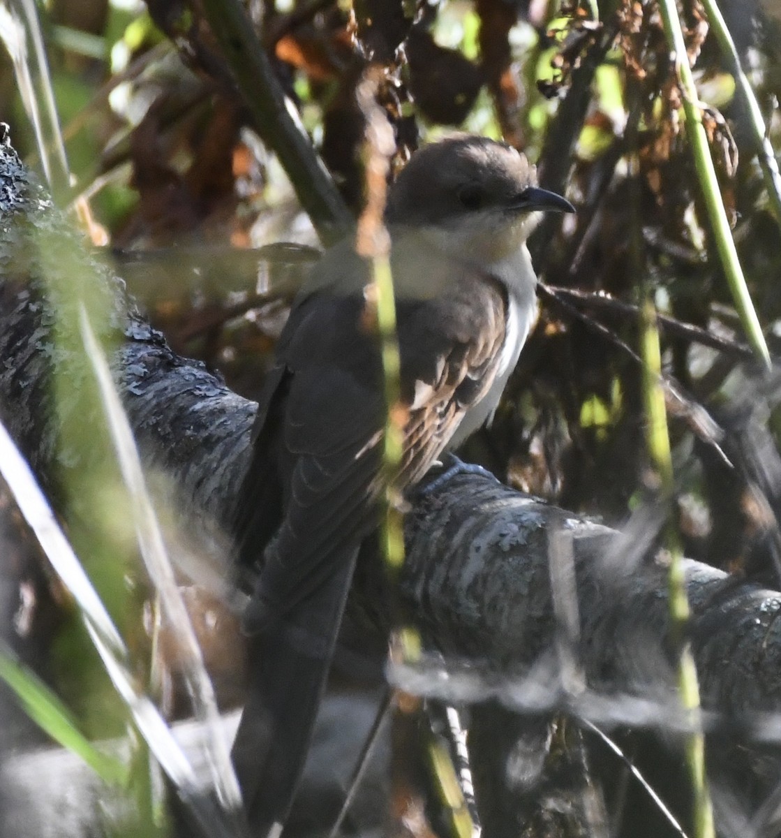 Black-billed Cuckoo - ML609747889