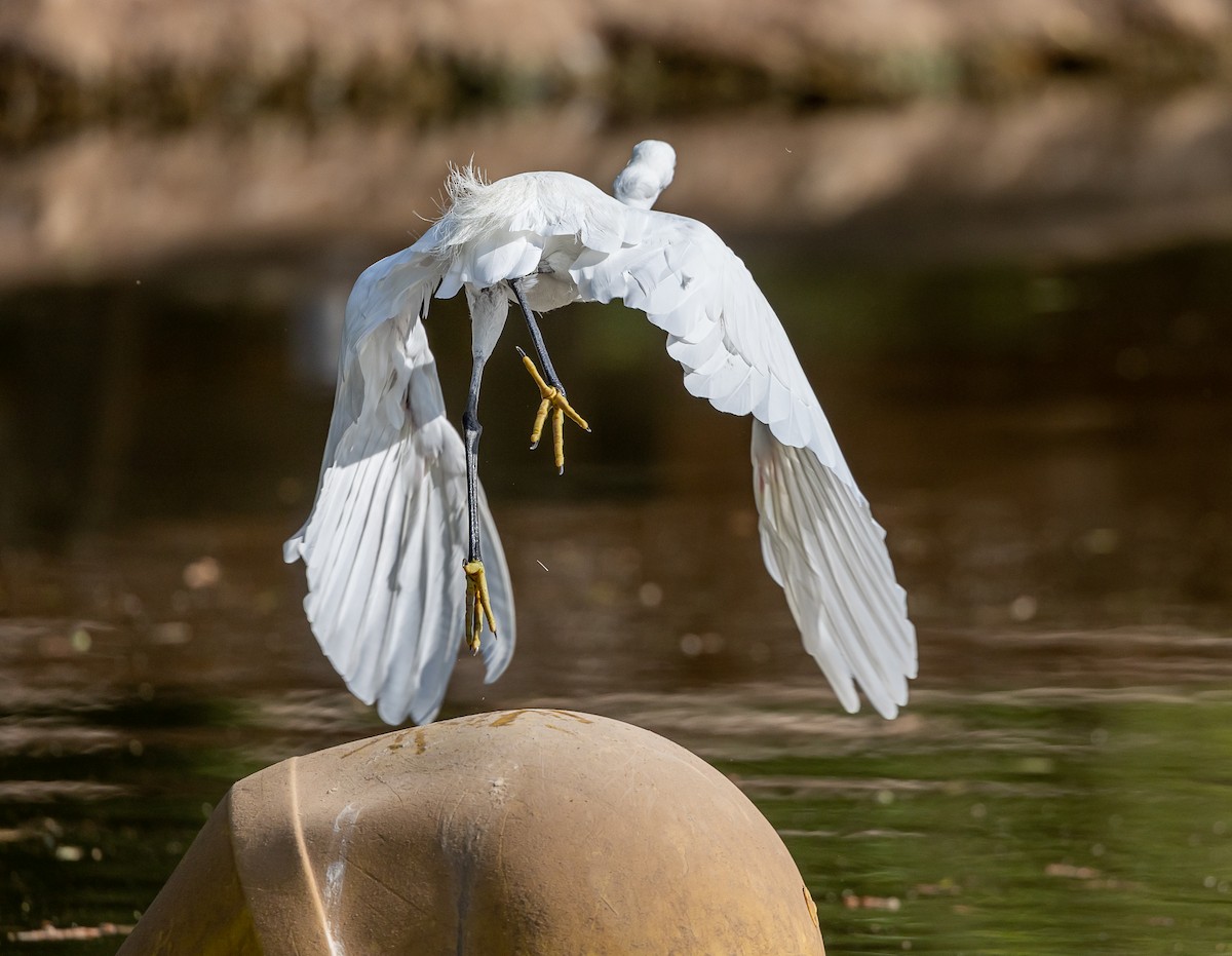 Little Egret - ML609747971