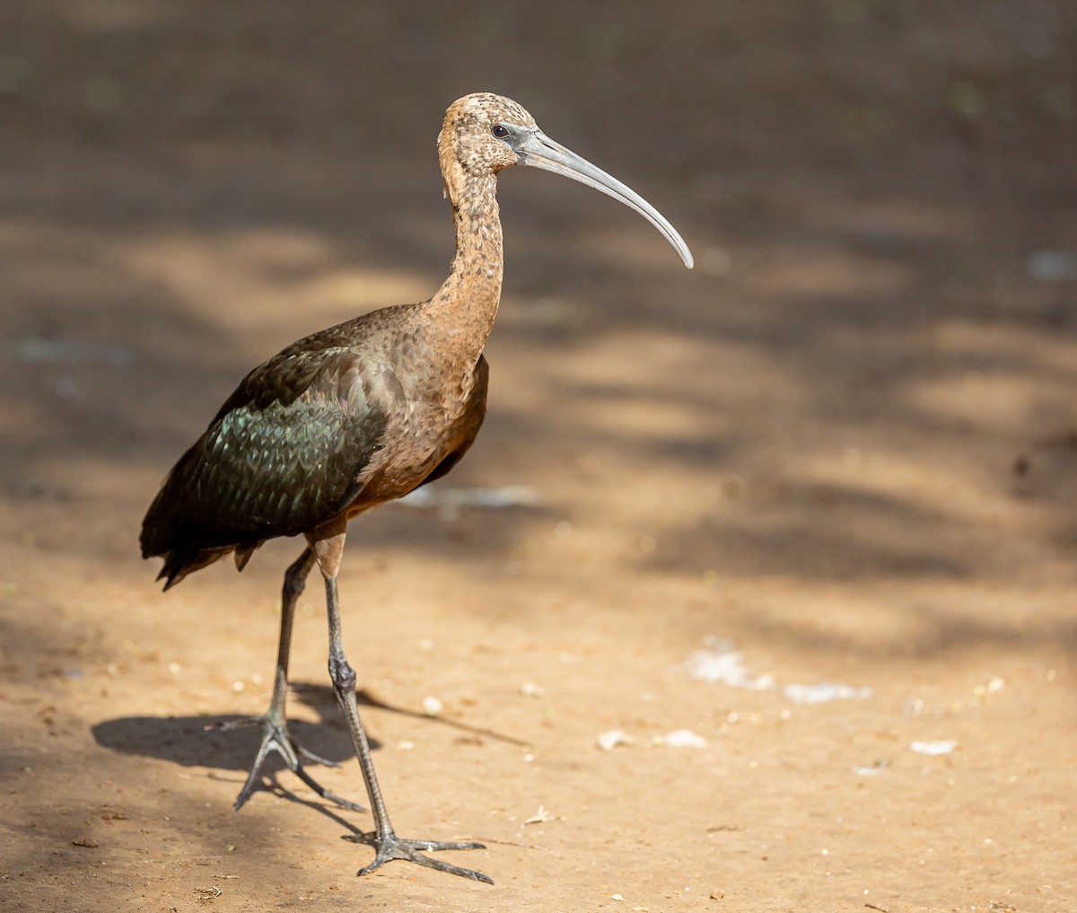 ibis hnědý - ML609748031