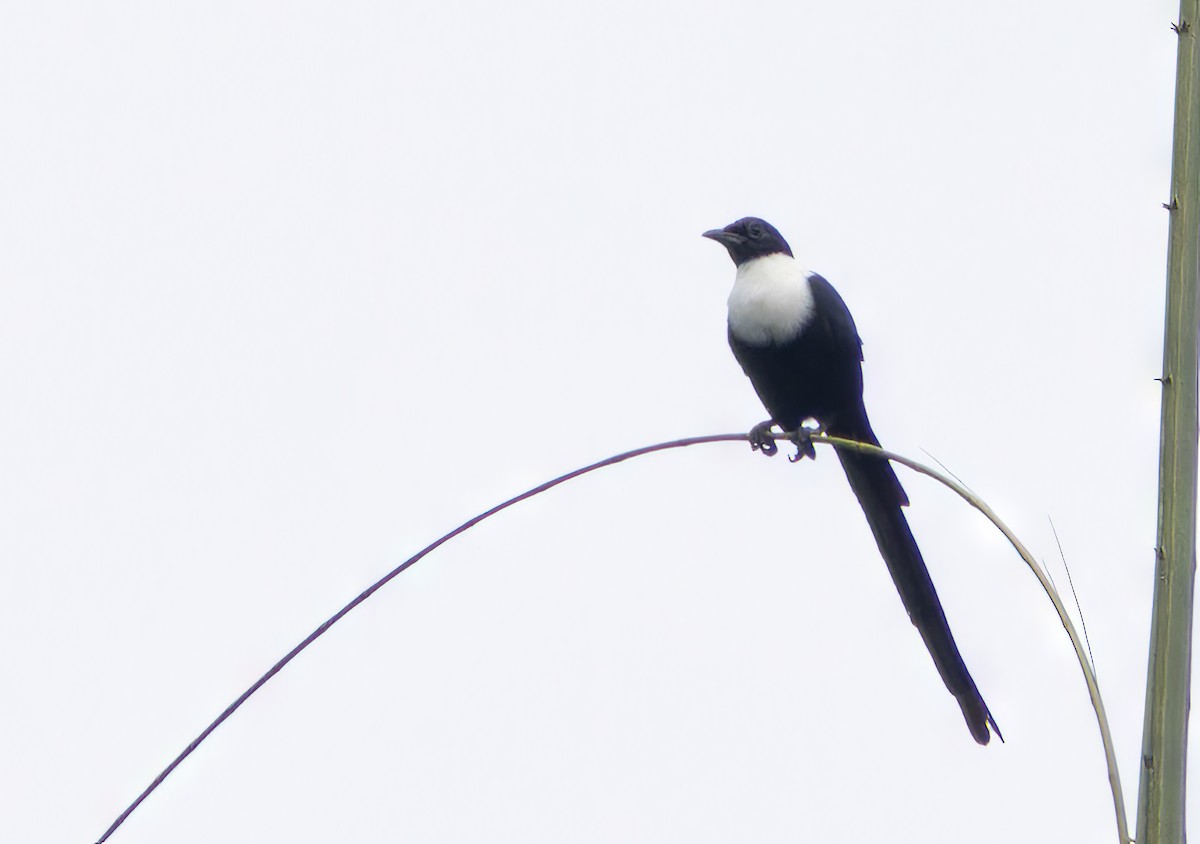 White-necked Myna (Northern) - ML609748045