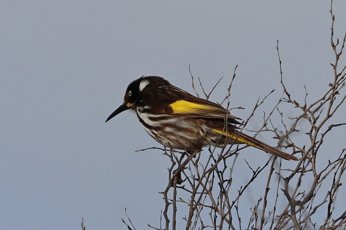 New Holland Honeyeater - ML609748060