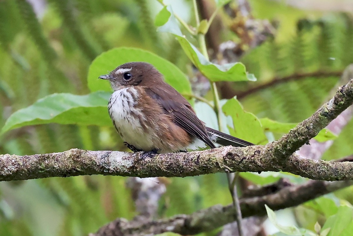 Fiji Streaked Fantail (Taveuni) - ML609748109