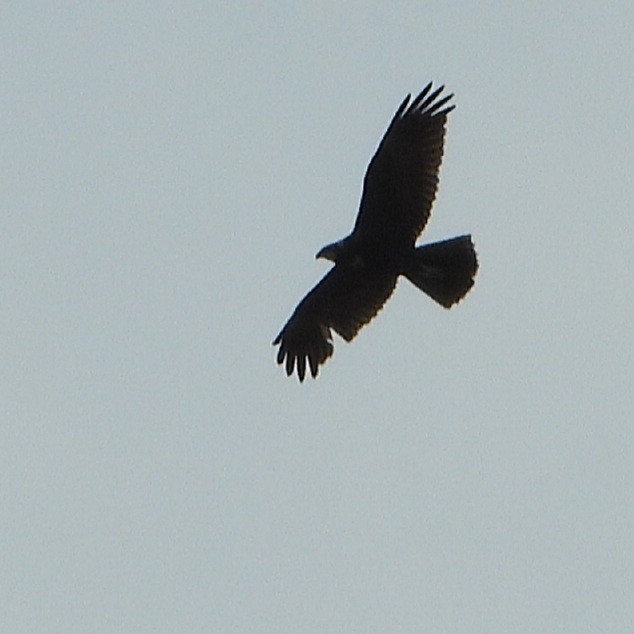 Western Marsh Harrier - ML609748305