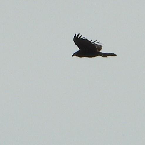 Western Marsh Harrier - ML609748306