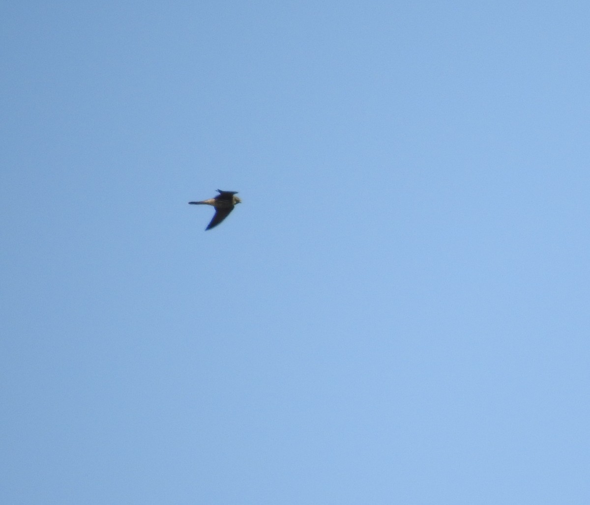 Eurasian Hobby - ML609748336