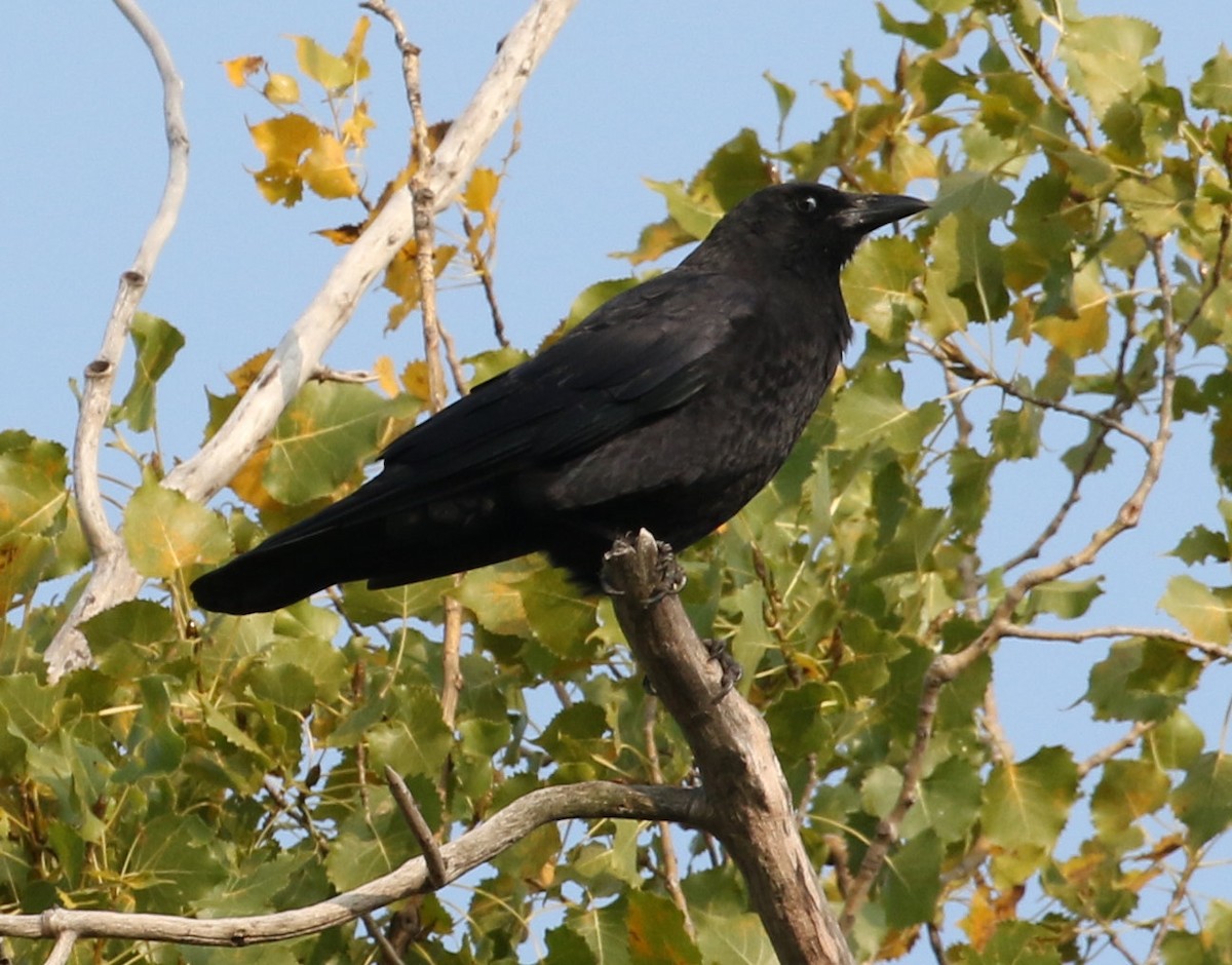 American Crow - ML609748370