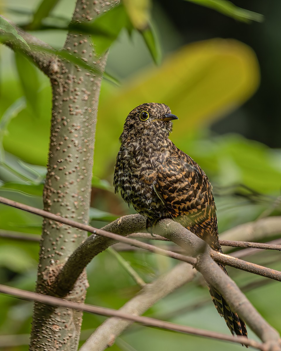Brush Cuckoo (Sulawesi) - ML609748376