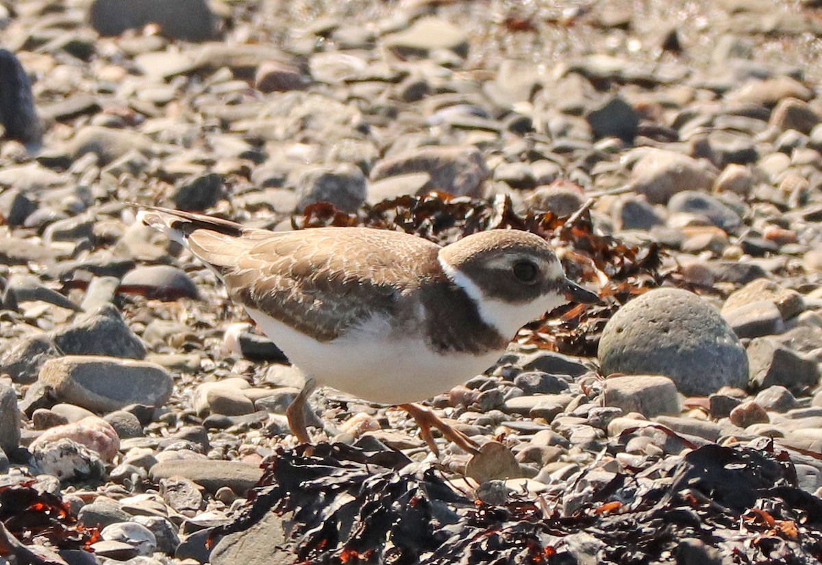 Semipalmated Plover - ML609748413