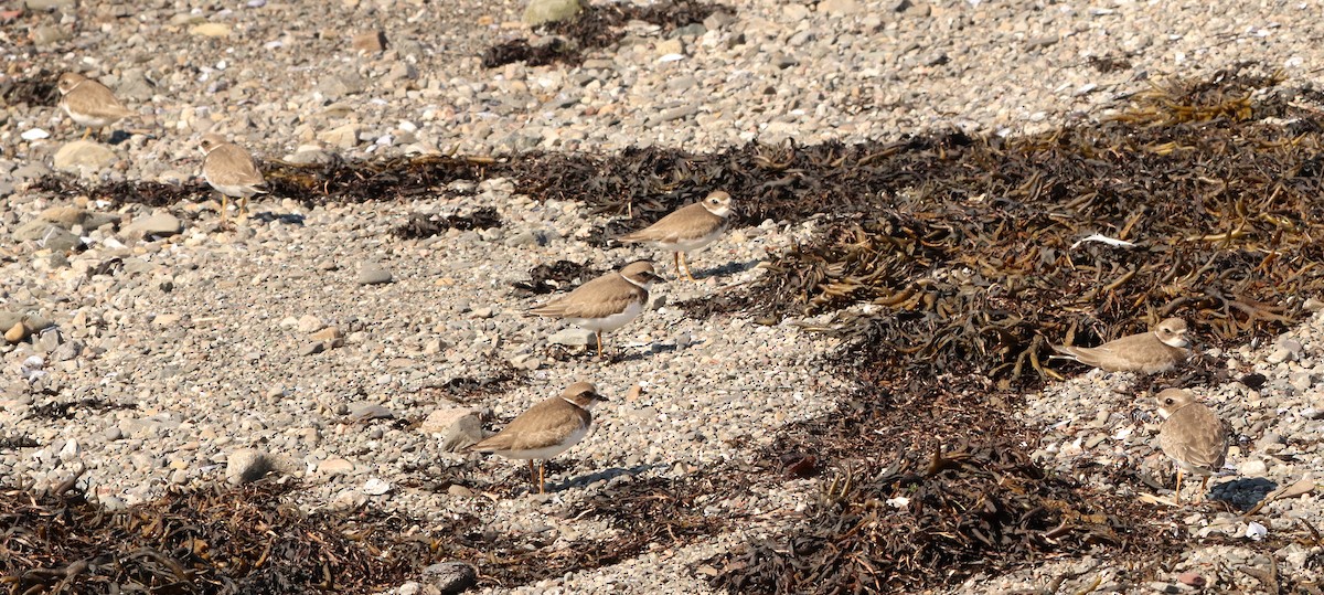 Semipalmated Plover - Jean Laperrière COHL