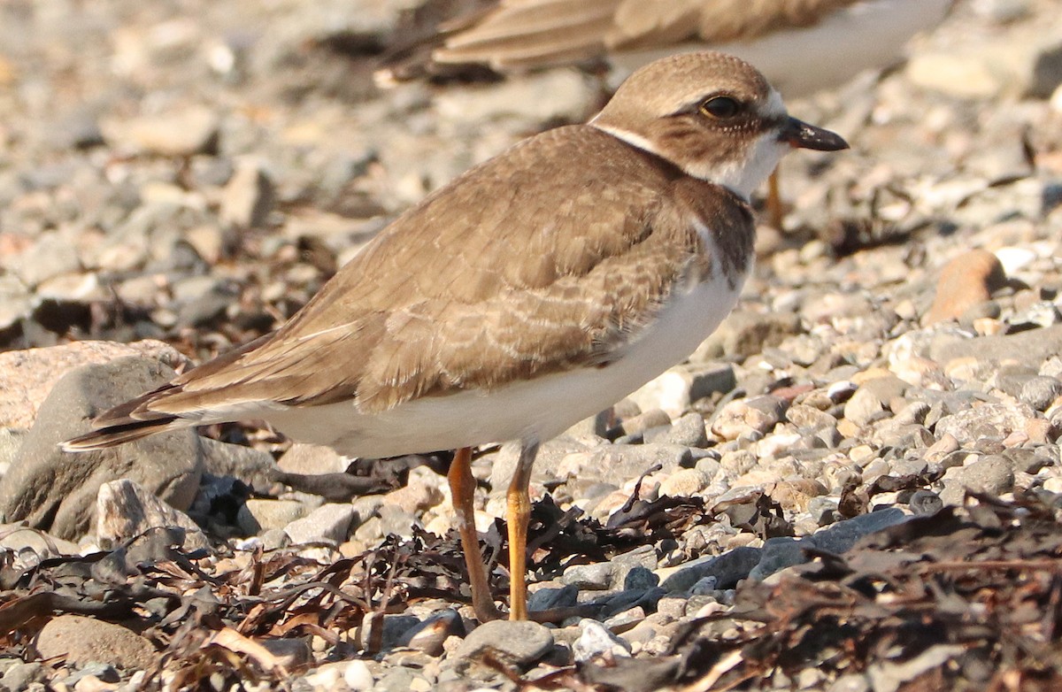 Semipalmated Plover - ML609748417