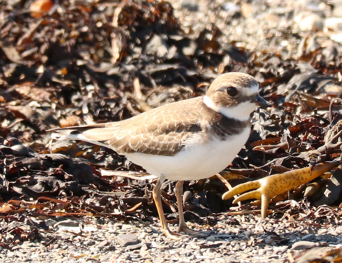 Semipalmated Plover - ML609748419