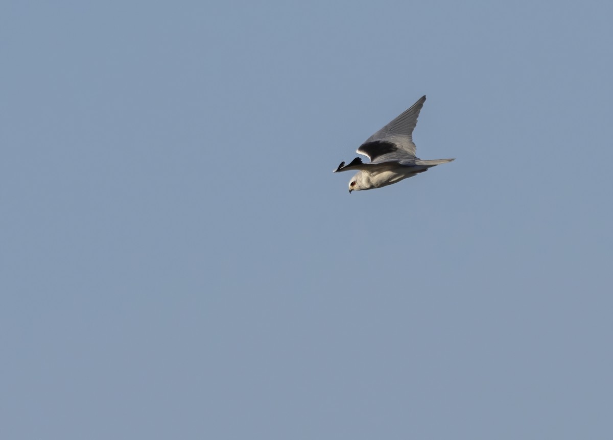 Black-winged Kite - ML609748459