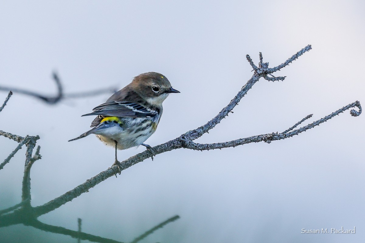 Yellow-rumped Warbler - ML609748689