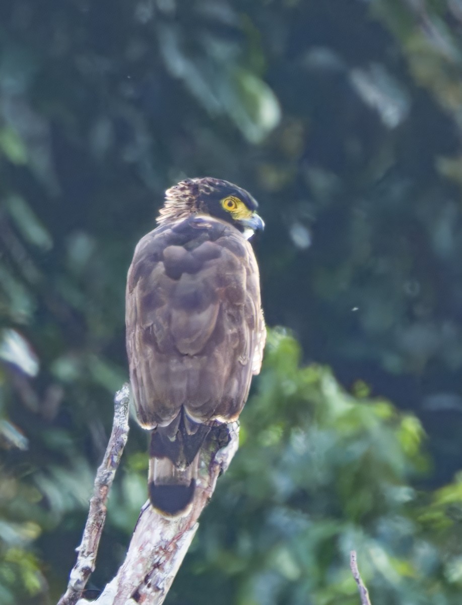 Sulawesi Serpent-Eagle - ML609748782