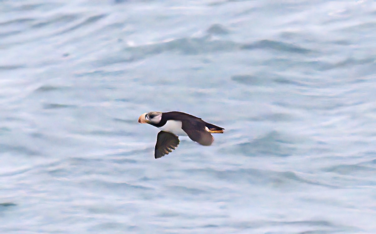 Horned Puffin - ML609748833