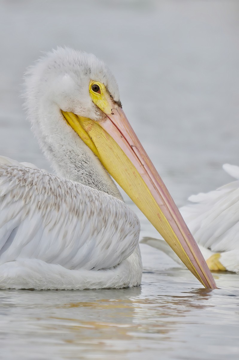 American White Pelican - Steve Bell