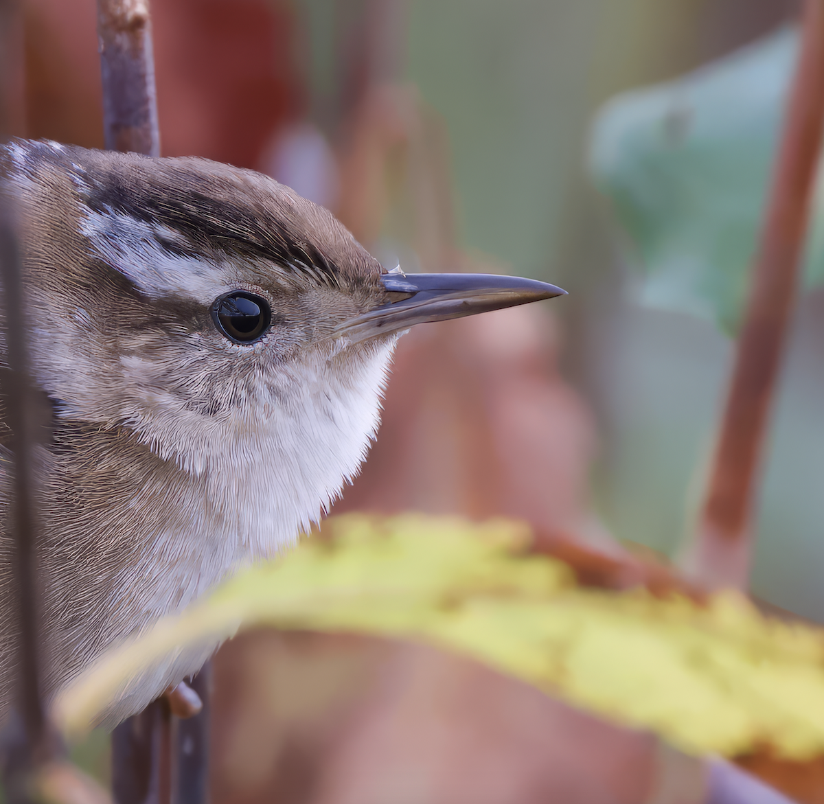 Marsh Wren - Steve Bell