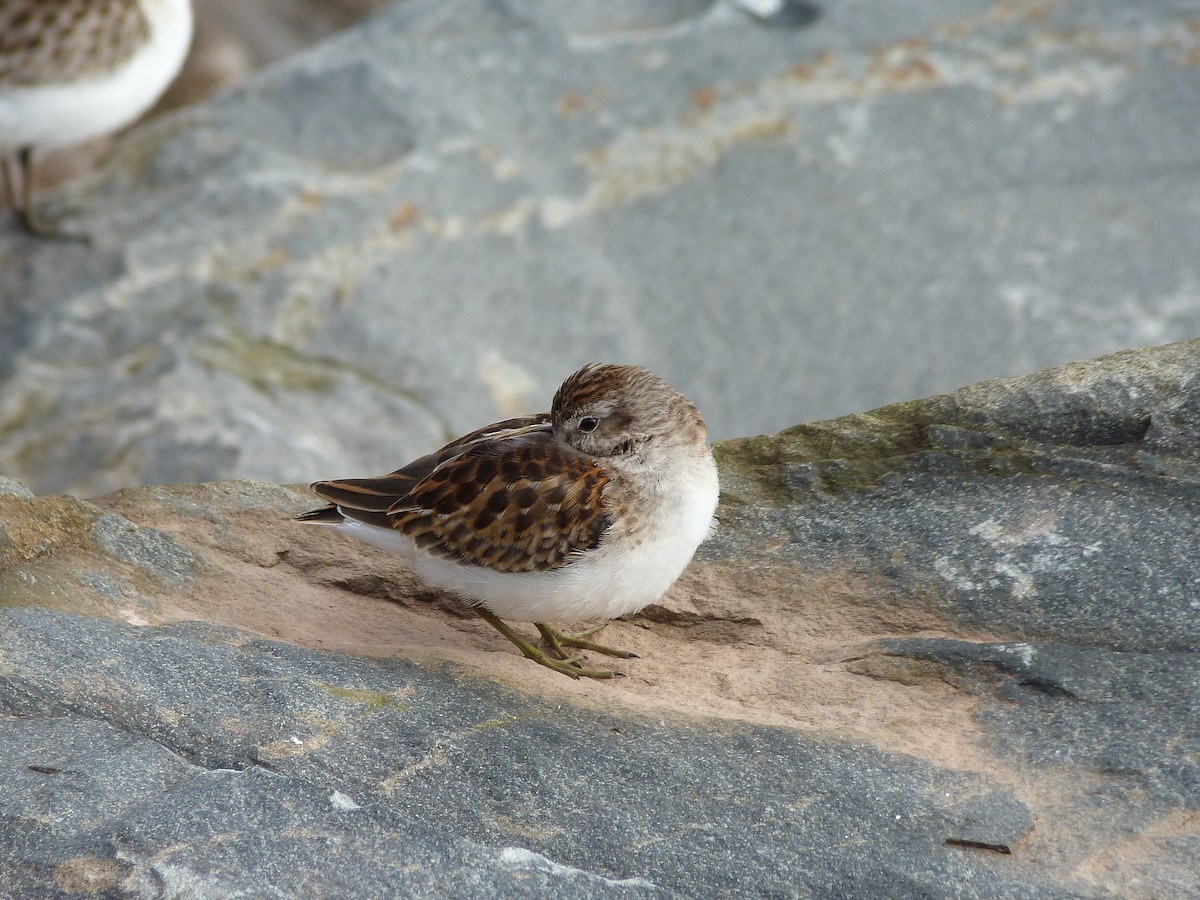 Least Sandpiper - ML609749026