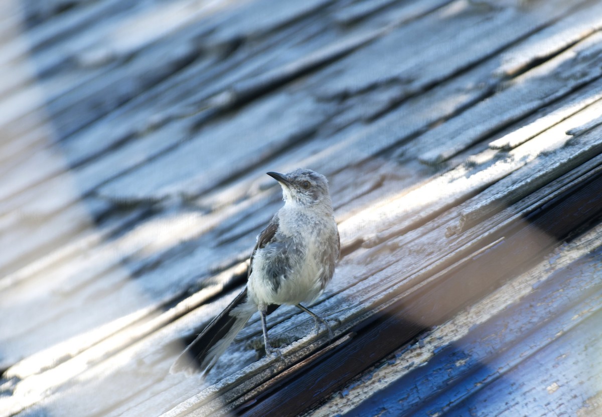 Northern Mockingbird - ML609749033