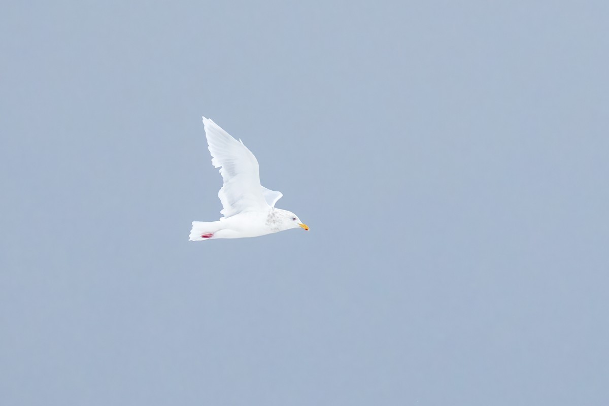 Glaucous Gull - ML609749077