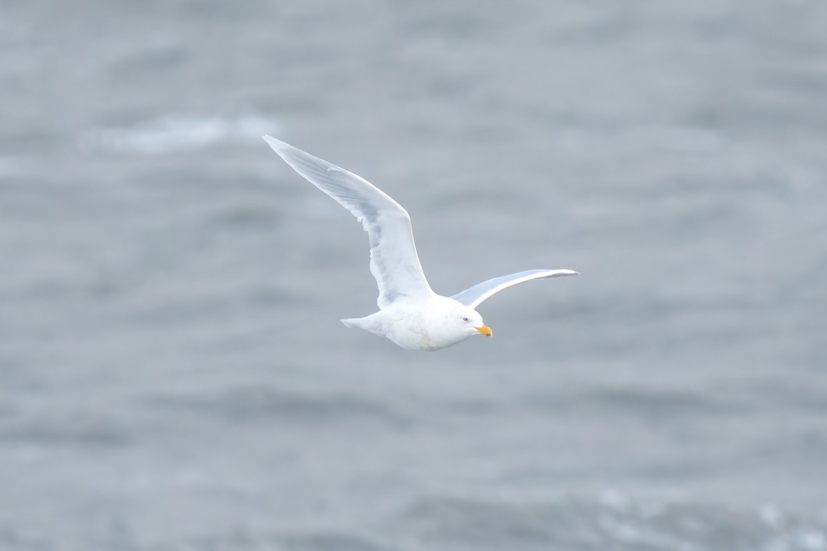 Glaucous Gull - ML609749078