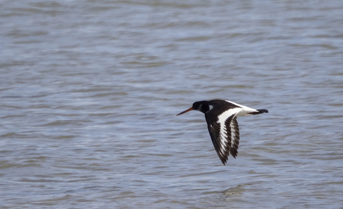 Eurasian Oystercatcher - ML609749090