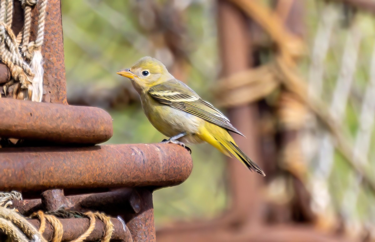 Western Tanager - ML609749165